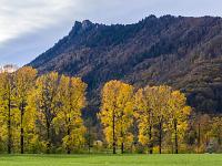 Leuchtende Pappelreihe mit Zellerhorn darüber